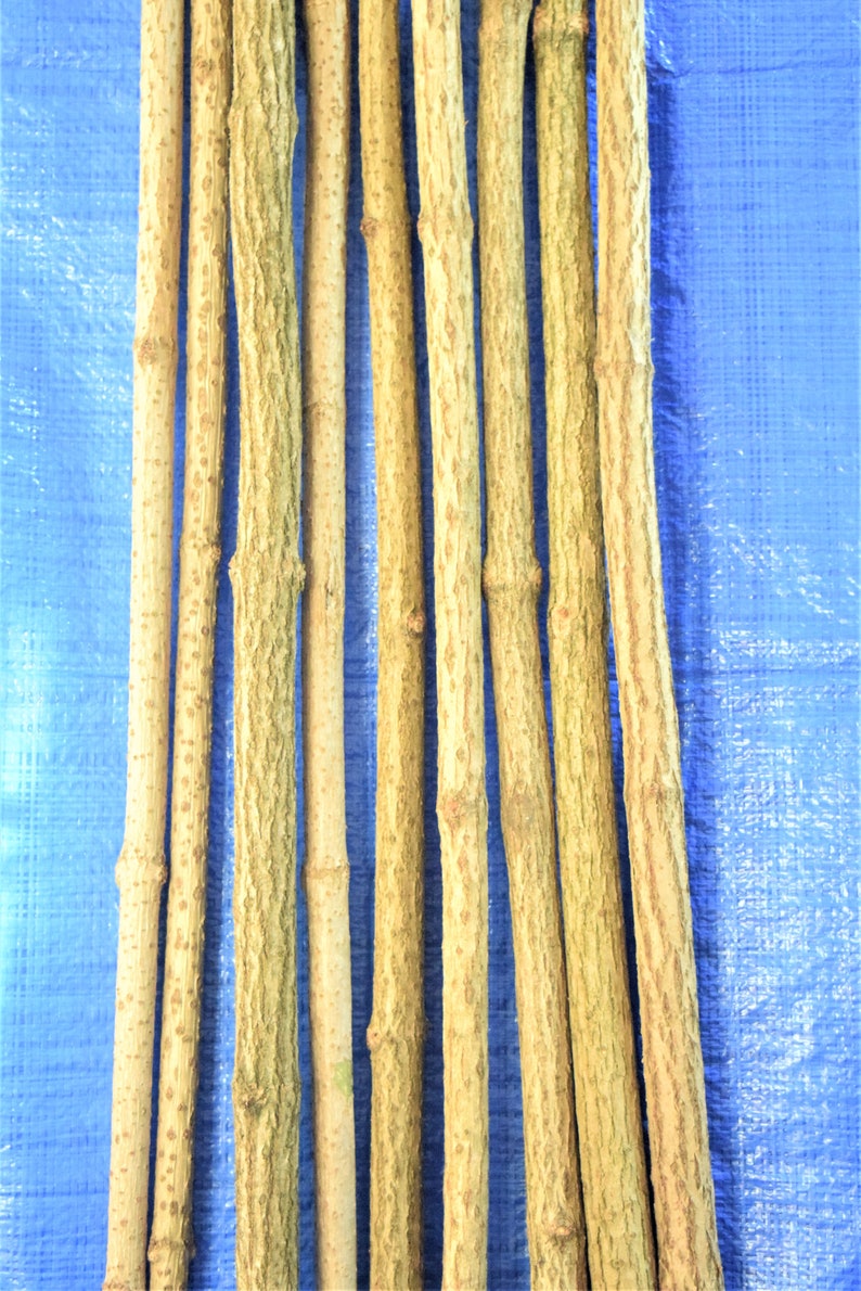 3x elder sticks 96 cm 37 inches long, a bundle of 3 sticks, elderberry wood, craft décor, elder branches, thick elder sticks craft supply image 4