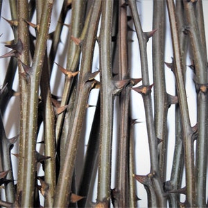 20x acacia branches 20 inches or 50 cm with thorns, a bundle of 10 branches, real acacia wood, craft decor, twigs with thorns