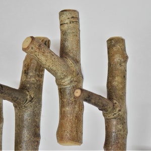 Op de afbeelding: Vijf natuurlijke houten takhaken, elk met een unieke vorm en maat, perfect om items aan te hangen in een rustieke of boerderijstijl.