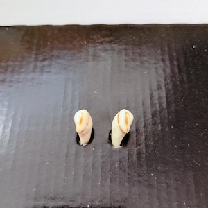 2x red deer stag ivory, European red deer tusks, deer grandel, red deer bones, red deer teeth,  genuine red deer teeth for jewelry making