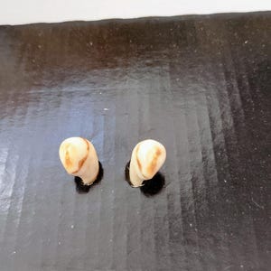 2x red deer stag ivory, European red deer tusks, deer grandel, red deer bones, red deer teeth,  genuine red deer teeth for jewelry making