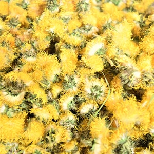 Natural wild organic dandelion flowers, FRESH 2025 harvest, bulk 100g/200g/300g packages, premium quality, Taraxacum officinale