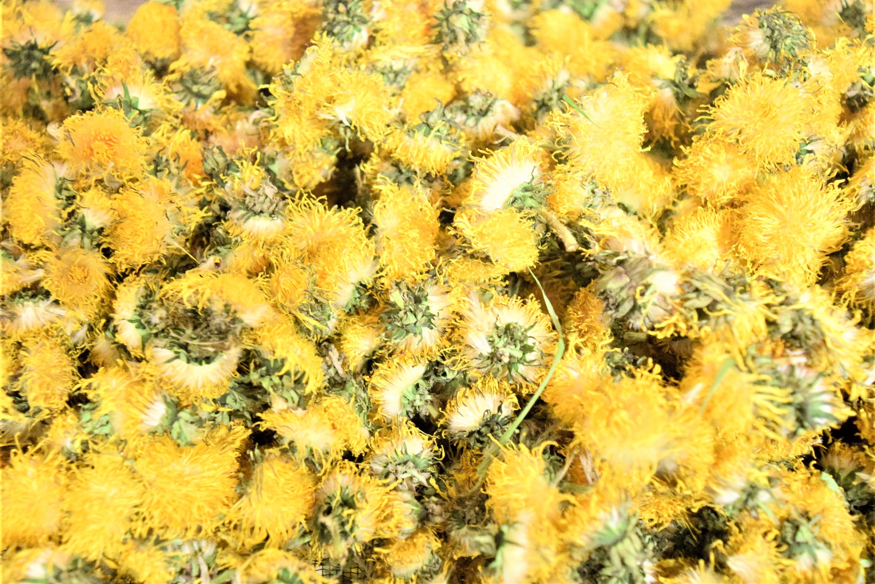 Bulk FRESH 2021 naturally dried wild dandelion flower Etsy