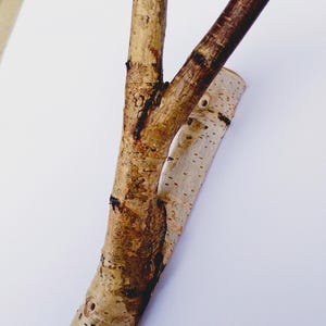 以下が含まれることがあります： 明るい茶色と濃い茶色の配色が施された、天然木のY字型の枝。枝はざらざらとした質感で、節が見えます。背景は無地の白です。