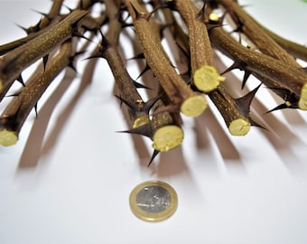 4x THICK acacia sticks 20 inches or 50 cm with thorns,  real acacia wood, craft decor, twigs with thorns