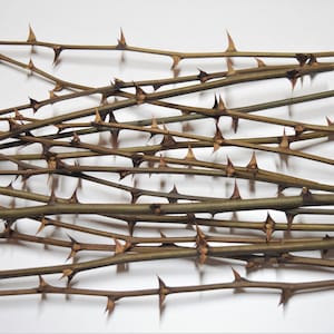 30x acacia branches 30 cm (11.5 inches) with thorns, a bundle of 20 branches, real acacia wood, craft decor, twigs with thorns