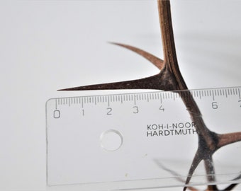10x acacia branches 51 cm with EXTRA LONG up to 2&quot; thorns, a bundle of 10 branches, real acacia, craft decor, twigs with up to 2&quot; thorns