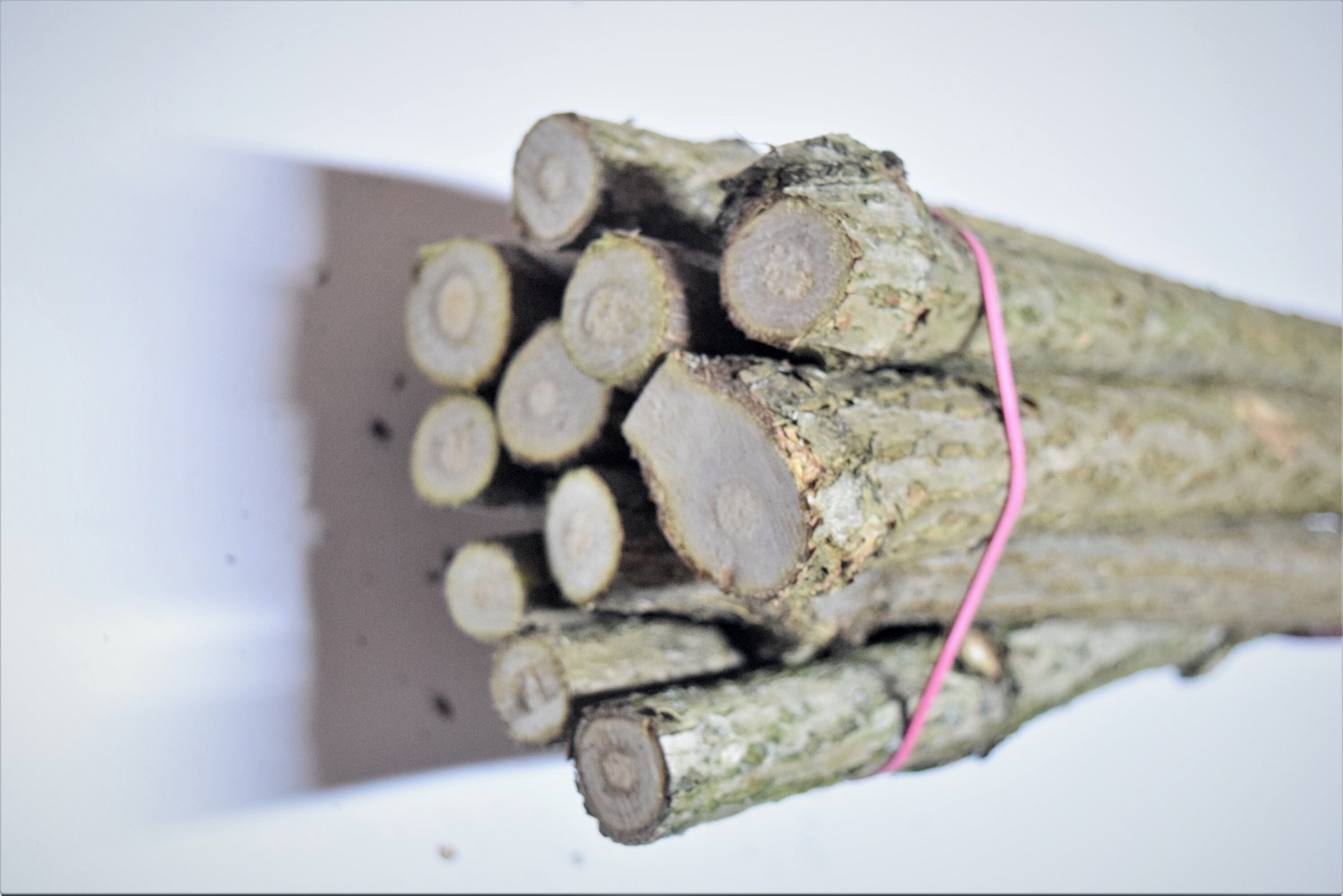 3x Sambucus Nigra Sticks 32 Cm (12 Inche) Long, a Bundle of 3 Branches ...
