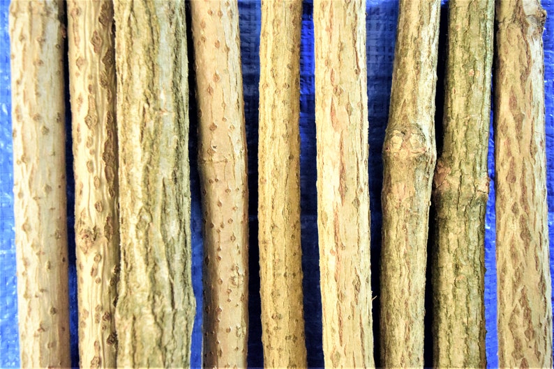 3x elder sticks 96 cm 37 inches long, a bundle of 3 sticks, elderberry wood, craft décor, elder branches, thick elder sticks craft supply image 5