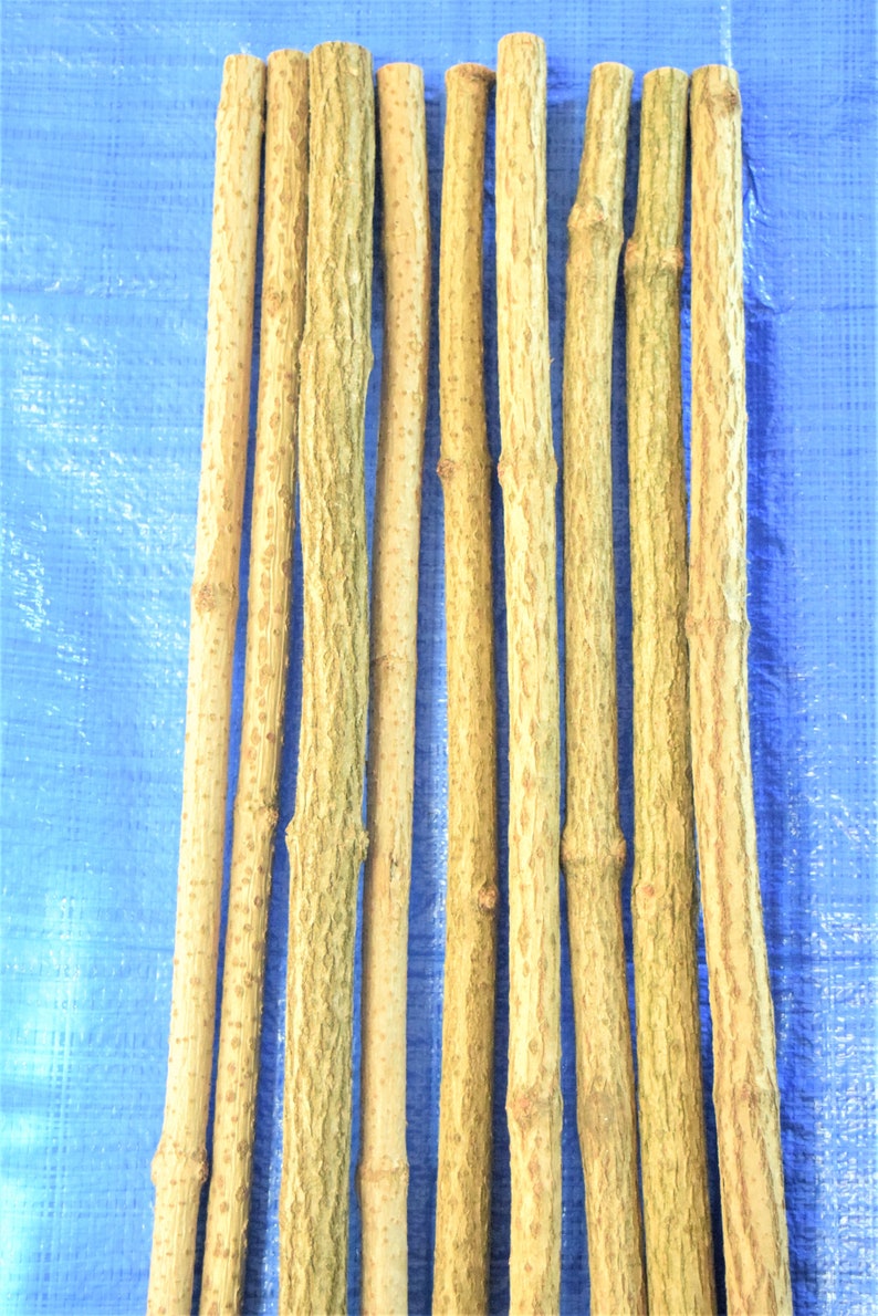 3x elder sticks 96 cm 37 inches long, a bundle of 3 sticks, elderberry wood, craft décor, elder branches, thick elder sticks craft supply image 3