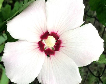 Rose of Sharon seeds Pink and White Single Blooms
