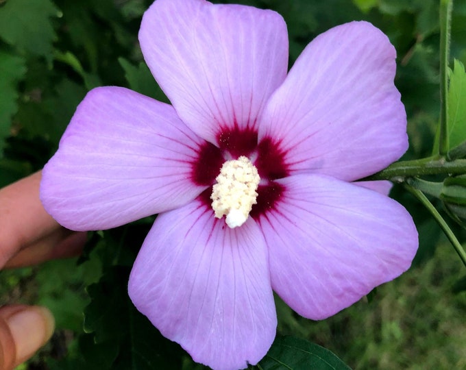 Rose of Sharon seeds Single Purple Blooms