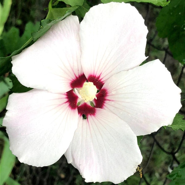 Rose of Sharon seeds Pink and White single blooms