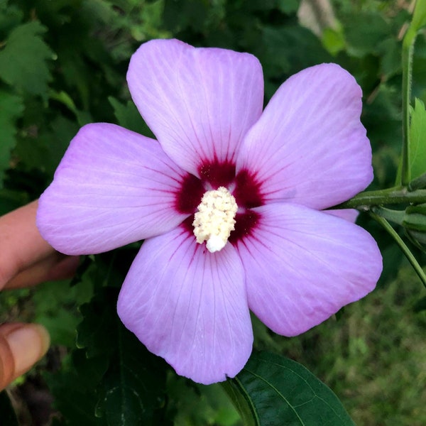 Rose of Sharon seeds Single Purple Blooms
