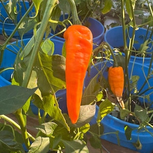 Semi di pepe lungo Chilhuacle Amarillo