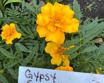 Gypsy Sunshine Marigold Seeds