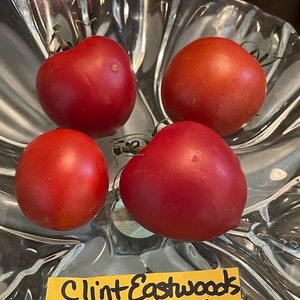 Clint Eastwood's Rowdy Red Tomato Seeds