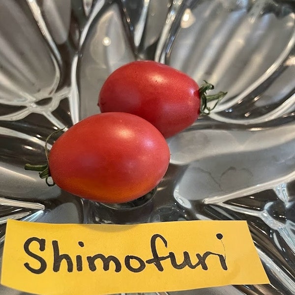 Shimofuri VARIEGATED Tomato Seeds