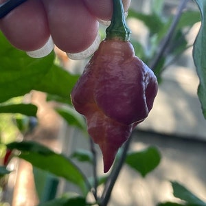 The Ex-Girlfriend Pepper Seeds