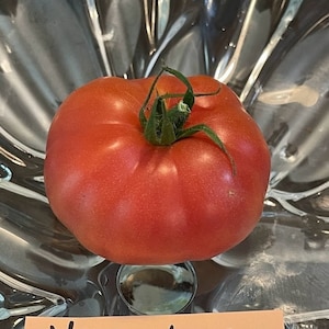 Yucatan Surprise Tomato Seeds