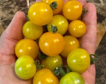 Anna Aasa Yellow Tomato Seeds
