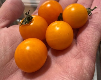 Bolivian Orange Cherry Tomato Seeds