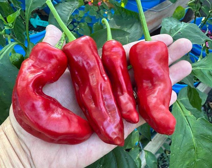 Aleppo Pepper Seeds