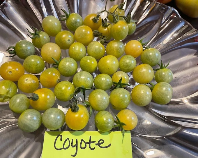 Coyote Cherry Heirloom Tomato Seeds