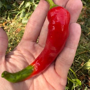 Italiaanse braadpan peperzaden