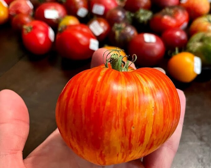 Sunrise Jazz Tomato Seeds