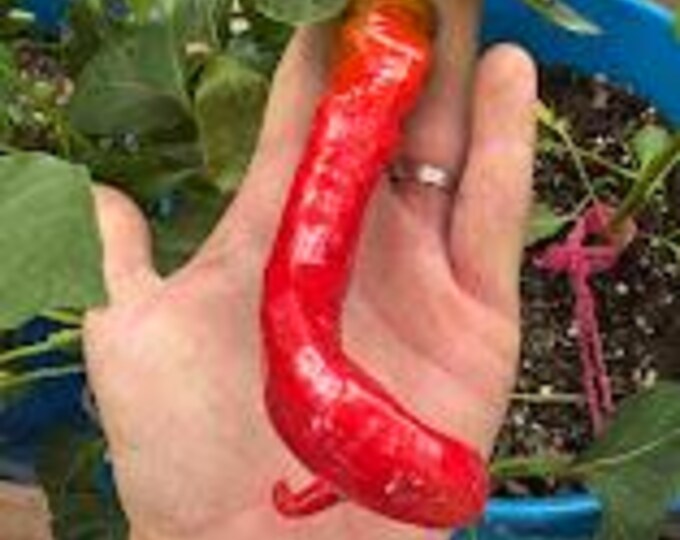 Sweet Cayenne Pepper Seeds