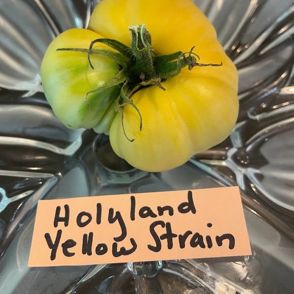Holyland Yellow Strain Tomato Seeds