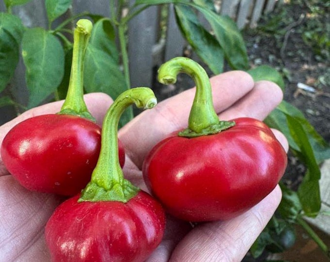 Nora pepper Seeds