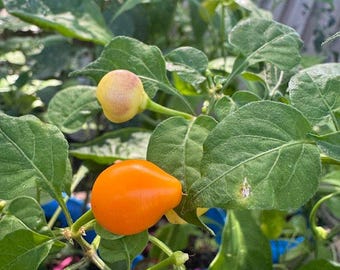 Monkey Nipples pepper Seeds