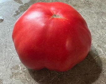 Scorpio / Skorpion Tomato Seeds