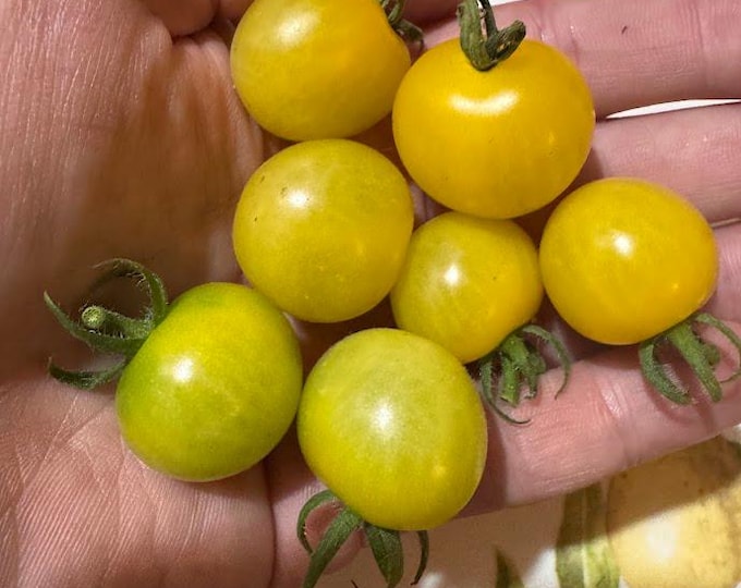 Dr. Carolyn Tomato Seeds