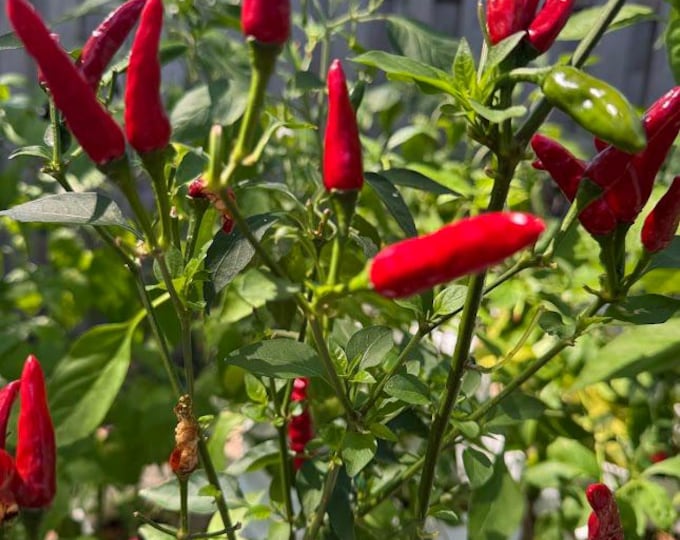 Thai Dragon Pepper Seeds
