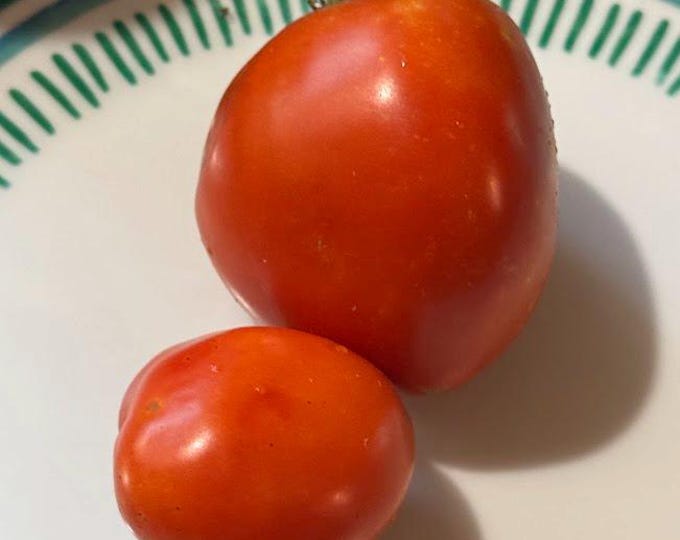Swan Tomato Seeds