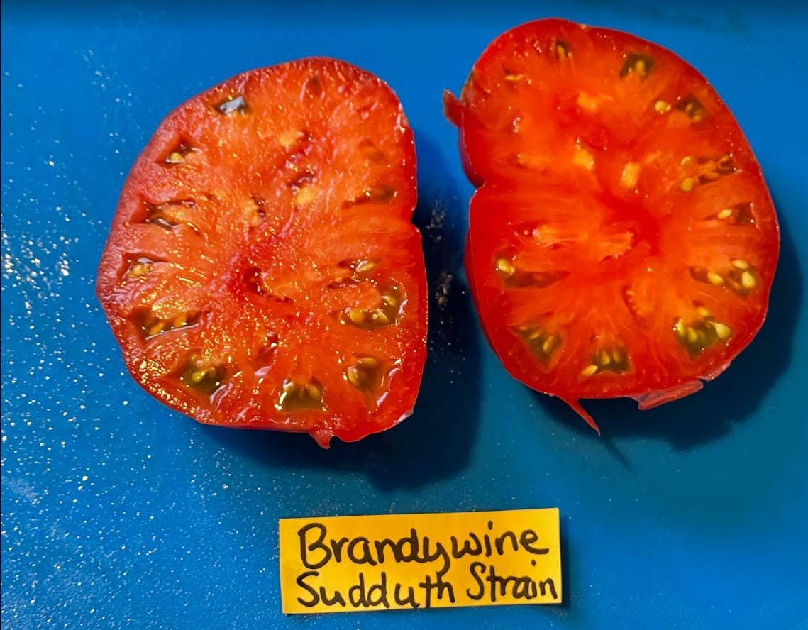 Brandywine Sudduth's Strain Tomato Seeds Etsy