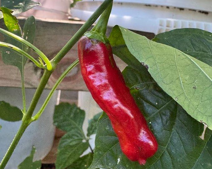 Wrinkled Old Man Pepper Seeds