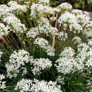 Garlic Chive Seeds