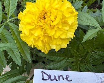 Dune Yellow Marigold Seeds