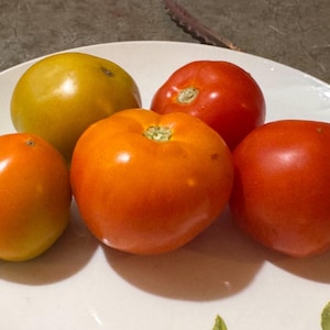 Dean's Multiflora Beefsteak Tomato Seeds