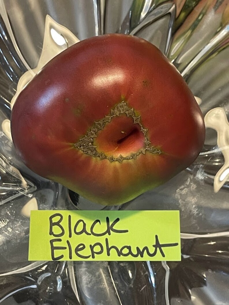 Black Elephant Tomato Seeds image 9