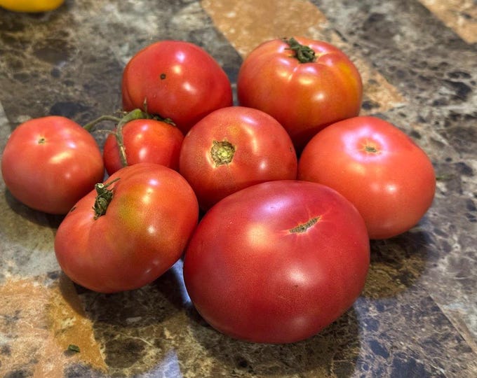 Tibet Apple Tomato Seeds