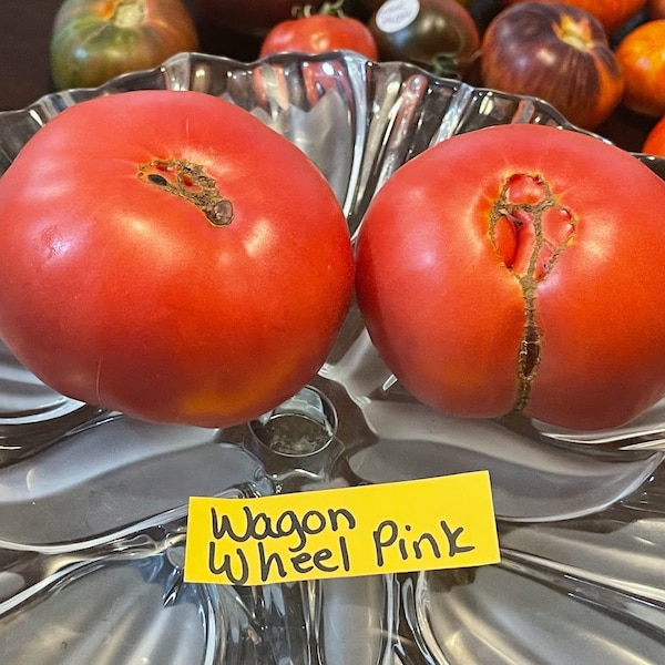 Wagon Wheel Pink Heirloom Tomato Seeds