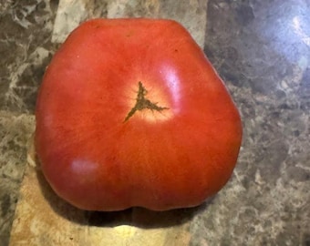 Wild Bill's Absolute Pink Tomato Seeds