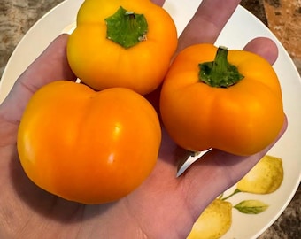Doe Hill Sweet Pepper Seeds