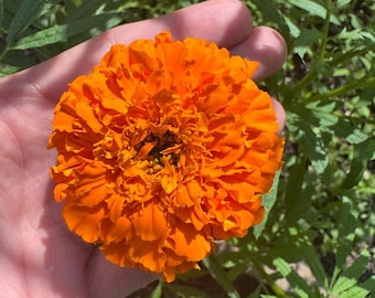 Kee's Orange Marigold Seeds
