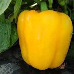 Large Sweet Yellow Bell Pepper Seeds